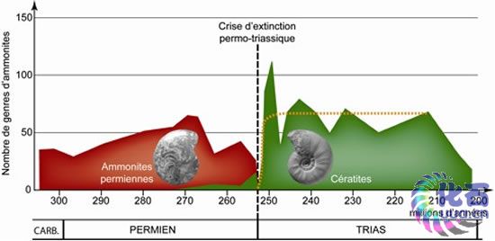 二叠纪末大灭绝后菊石的快速复苏