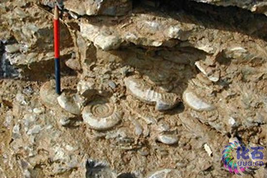 二叠纪末大灭绝后菊石的快速复苏