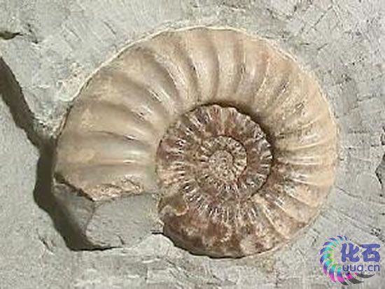 Asteroceras,一块英国的侏罗纪菊石。 (版权所有: Courtesy of Wikimedia Commons)